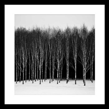 Winter Silver Birch